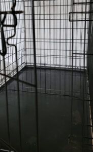 Black wire dog crate with crate divider
