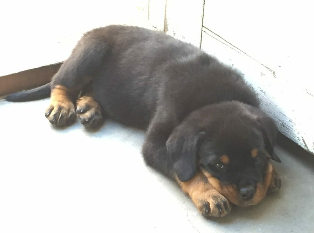 Rottweiler puppy resting on floor against open door