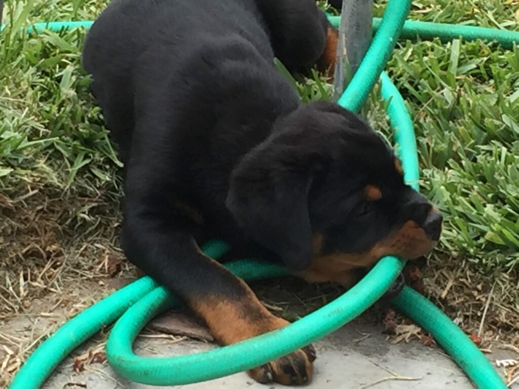 Rottweiler puppy chewing on green water-hose