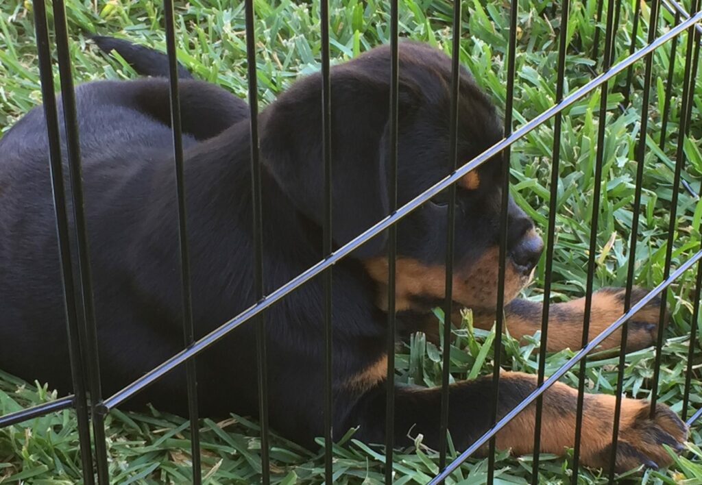 Rottweiler Puppy on grass in wire play pin