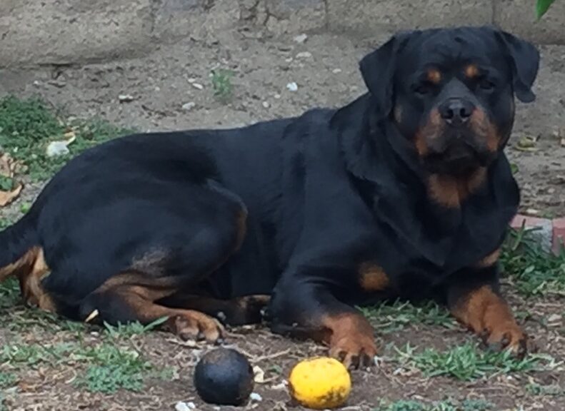 Adult Rottweiler lying on ground