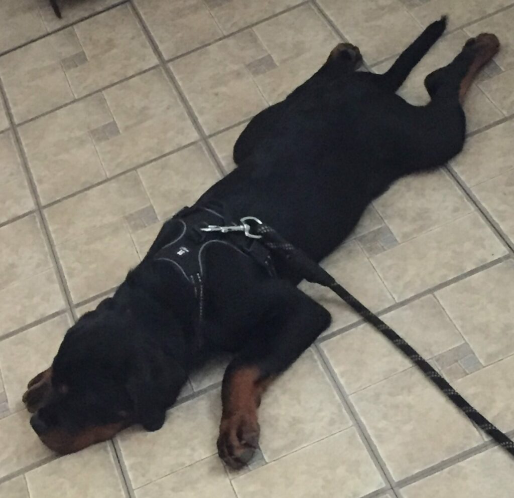 Rottweiler puppy laying on floor with legs extended